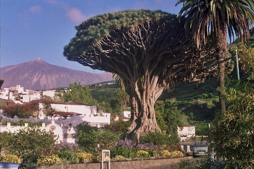 Villa Violeta Сан-Кристобаль-де-Ла-Лагуна Экстерьер фото